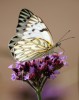 blanca mariposa