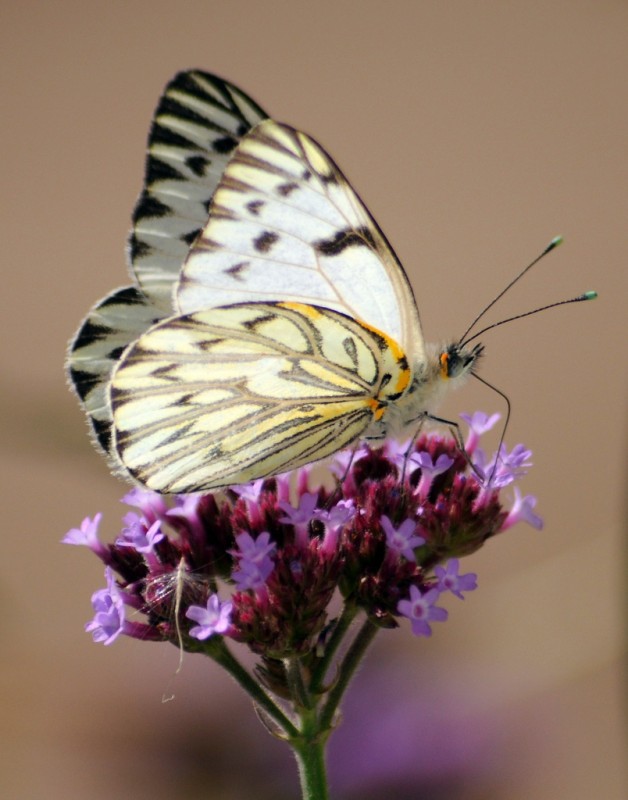 "blanca mariposa" de Edith Polverini