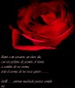 un verso y una rosa