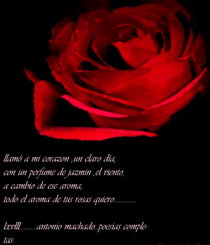 "un verso y una rosa" de Beatriz Di Marzio