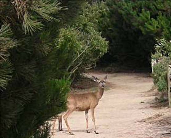 "ciervo en asilomar(california)" de Ernesto Grun
