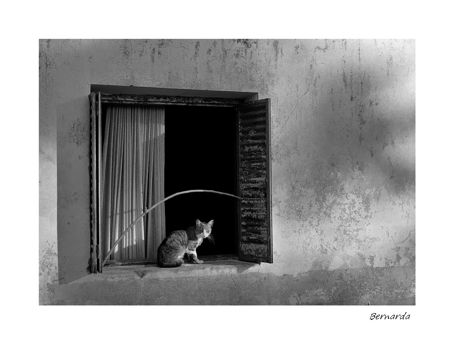 "Vida de gatos" de Bernarda Ballesteros