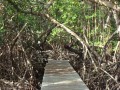 entre manglares