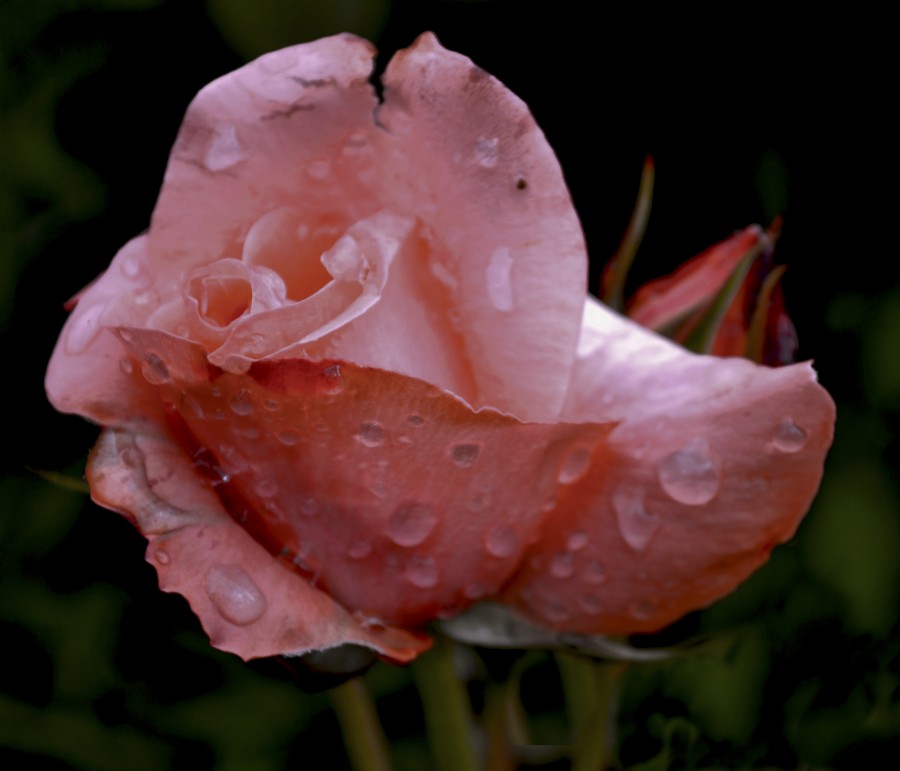 "Simplemente una Rosa" de Gaston E. Polese
