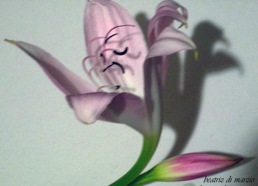 "lilaceas-azucena" de Beatriz Di Marzio