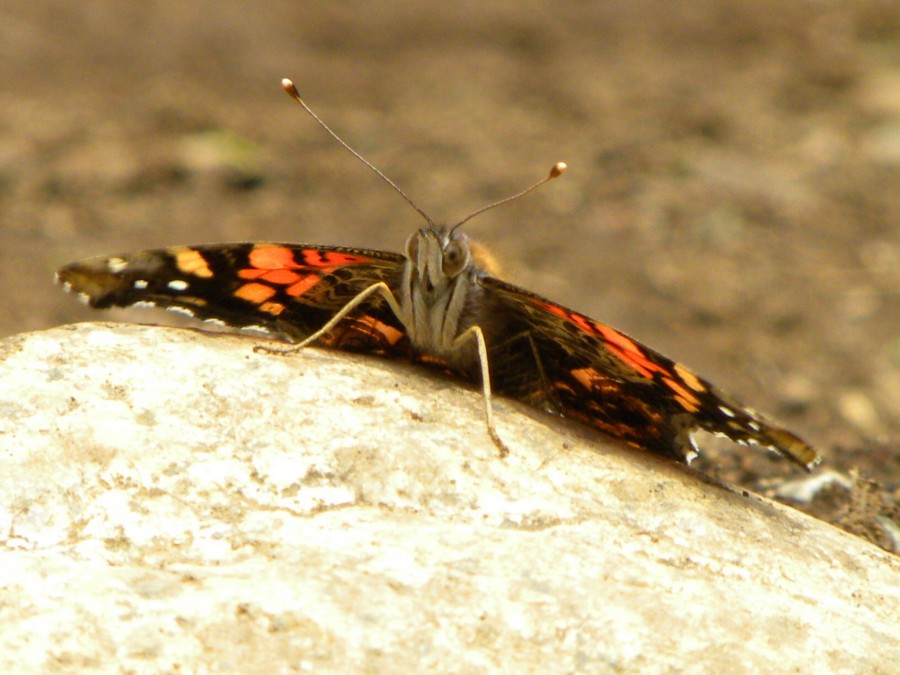 "mariposa" de Juan Francisco Arrachea