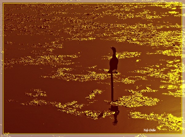 "Mi lago dorado" de Yolanda Isabel Oribe