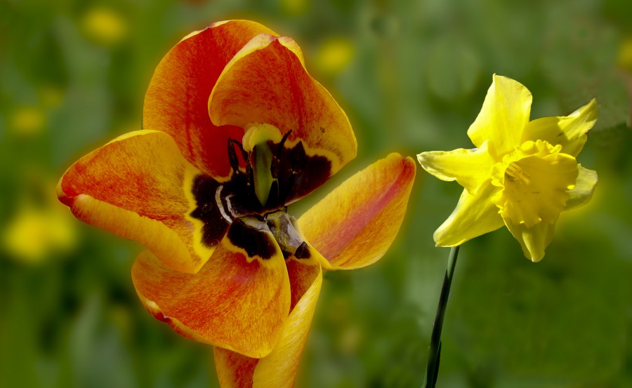 "Tulipan + Narcizo" de Gaston E. Polese