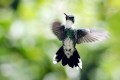 colibri garganta blanca