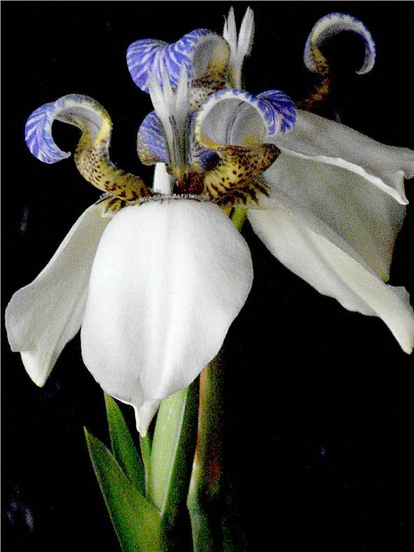 "iris" de Ernesto Grun