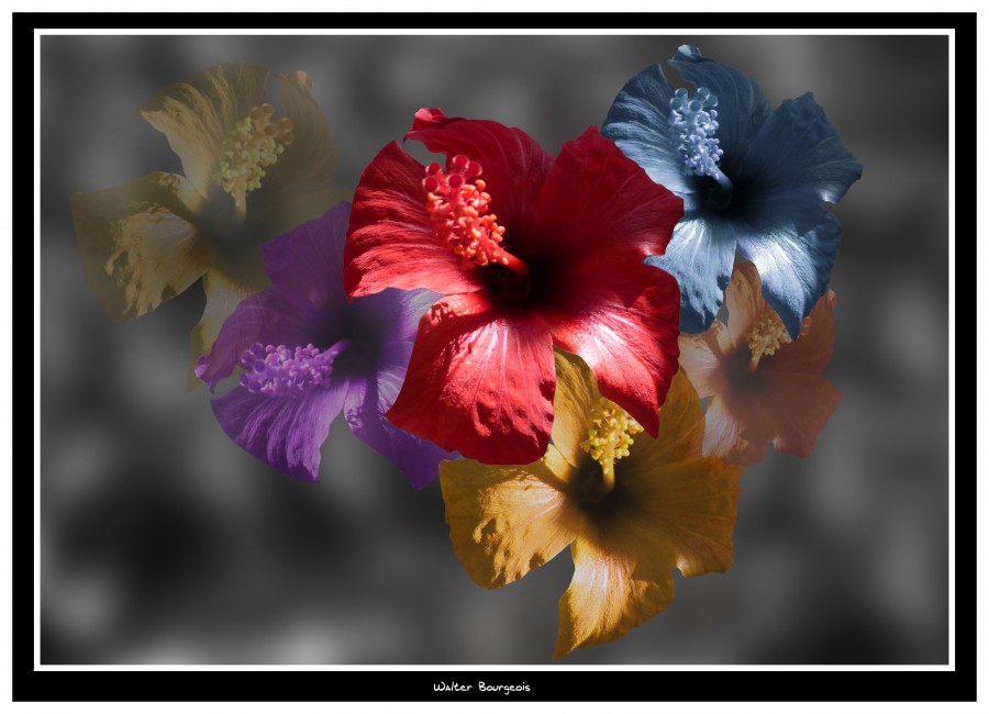 "Flores y colores" de Walter Bourgeois