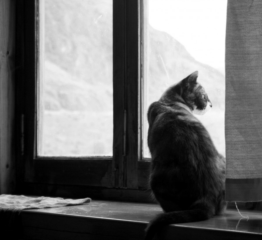 "el gato del hostel" de Adrian G Bertucci