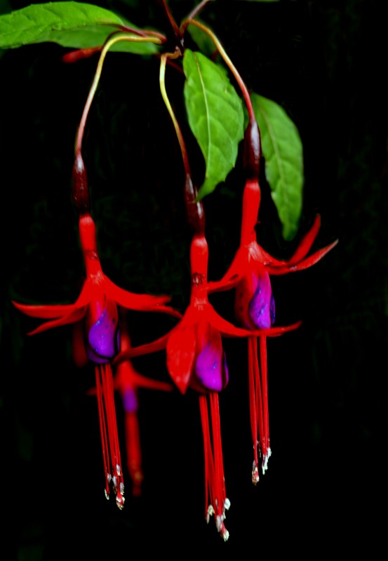 "Aljaba Fucsia (Fuchsia hybrida)" de Gaston E. Polese