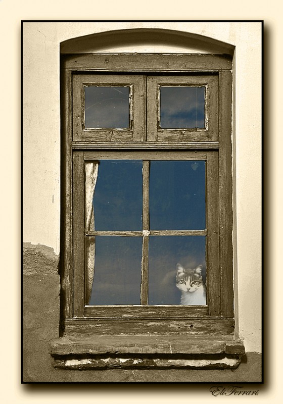 "Gatito en la ventana" de Eli - Elisabet Ferrari