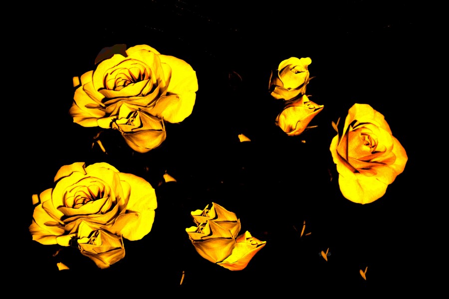 "rosa amarillas" de Beatriz Di Marzio