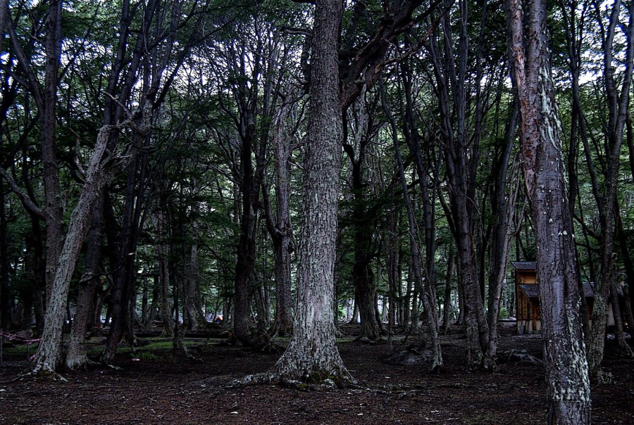 "Bosque de Ushuaia" de Roberto Bernabitti