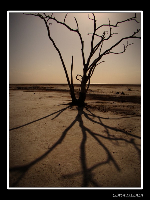 "Solo, en el desierto" de Claudia Alejandra Allala