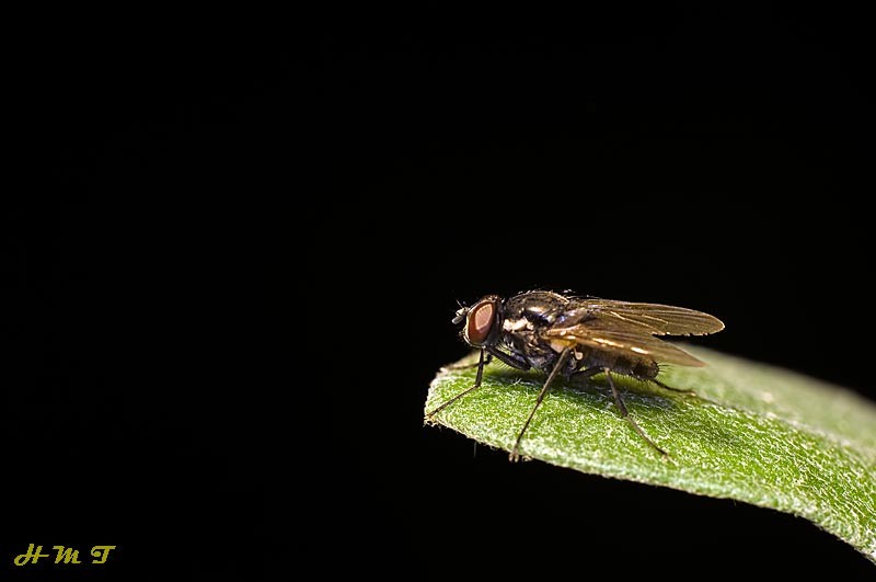 "Una simple mosca" de Hctor Martn Tabuyo