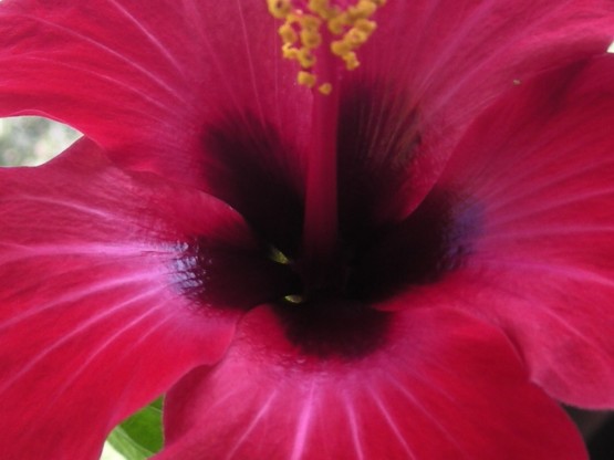 "Sencillamente una flor" de Maca Ferreyra