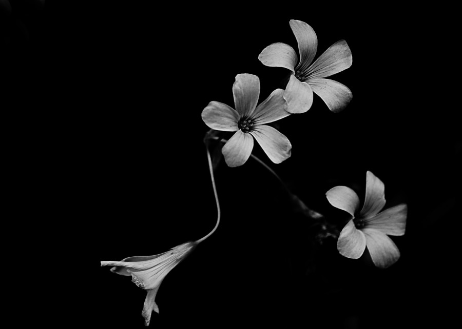"Tres flores y un pimpollo" de Carmen Nievas