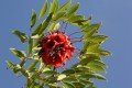 la flor del ceibo coronada por sus hojas