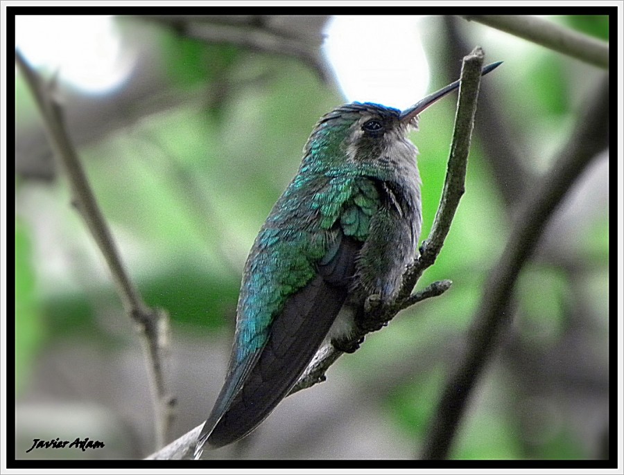 "colibri" de Javier Adam