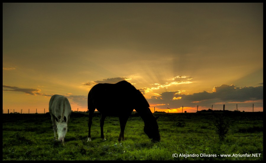 "Horses" de Alejandro Olivares