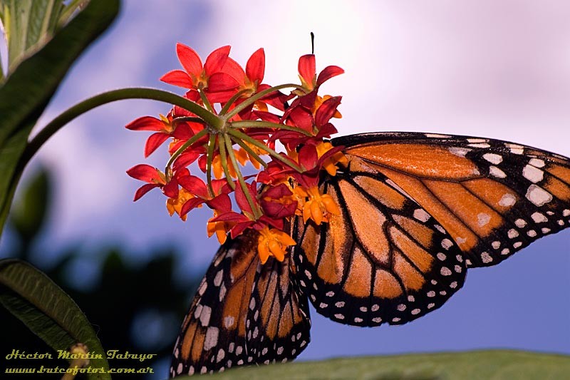 "Mariposa Monarca" de Hctor Martn Tabuyo