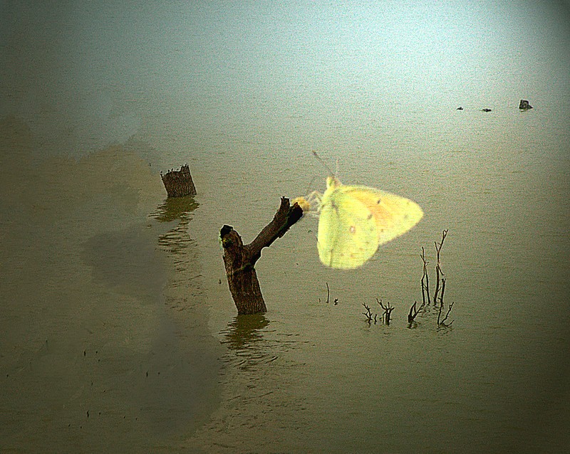 "`seguirn flotando esas pequeas mariposas.." de Raquel Perazo