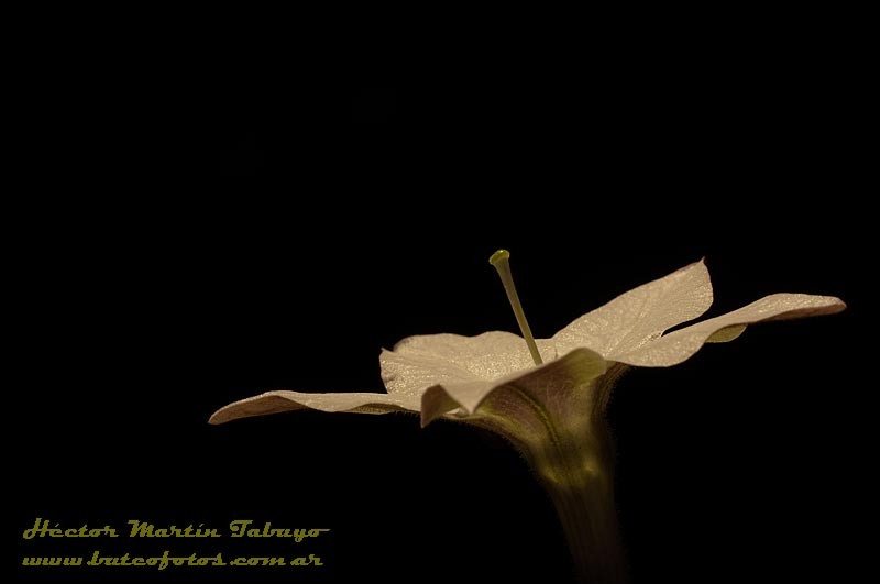 "Florcita dedicada." de Hctor Martn Tabuyo