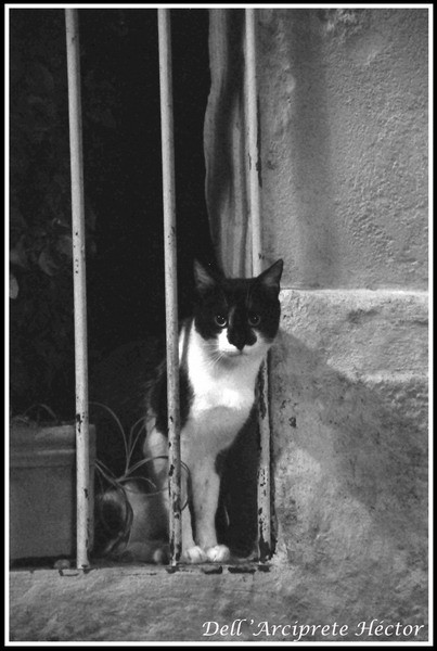 "Un gato en la noche" de Hctor Dell`Arciprete