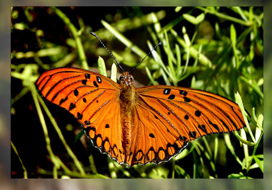 "Butterfly" de Luis Pedro Montesano