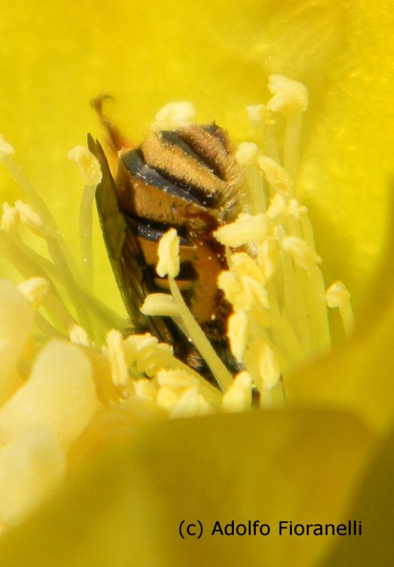 "Espectacular zambullida en polen" de Adolfo Fioranelli