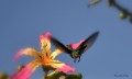colibr (1)