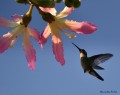 colibr (2)