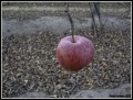 Manzana solitaria