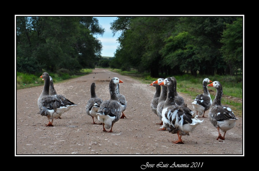 "gansos en el camino" de Jose Luis Anania