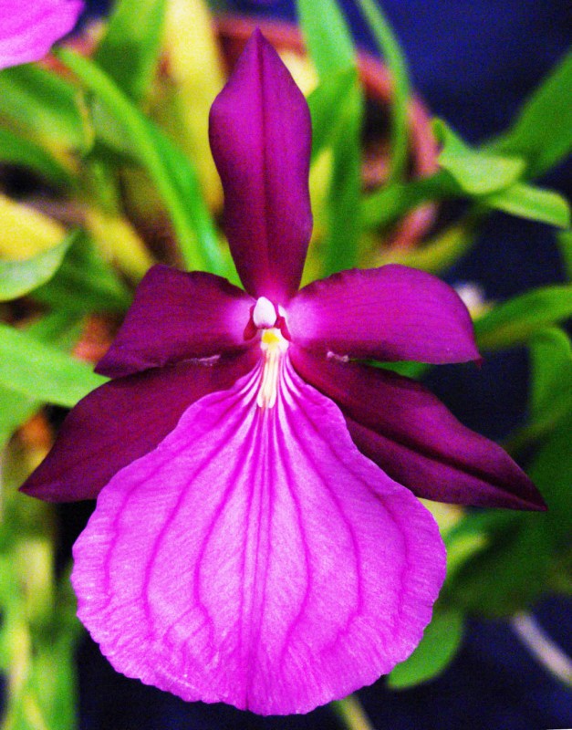 "Orquidea violeta" de Ricardo Luis Zedler