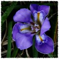 color lila