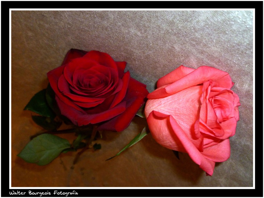 "Rosas..." de Walter Bourgeois