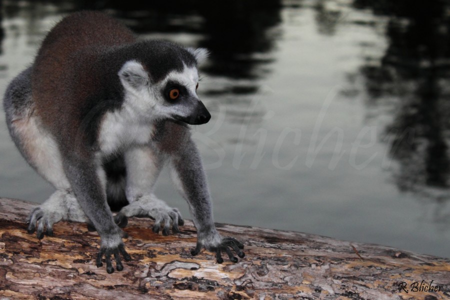 "Lemur" de Ricardo Blicher