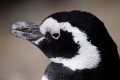 Pinguino pensador magallnico
