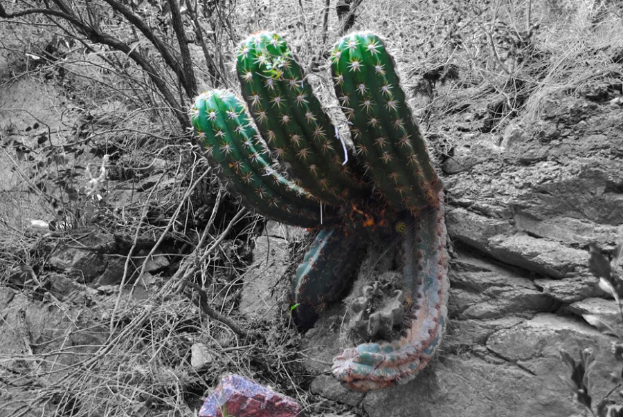 "Cactus" de Marcelo Horacio Insaurralde