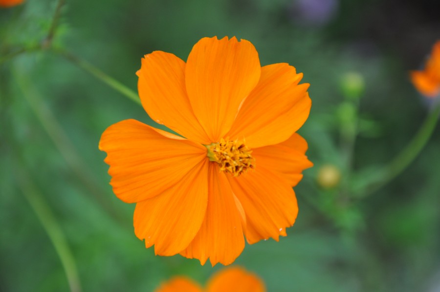 "bella flor naranja" de Jose Alberto Vicente