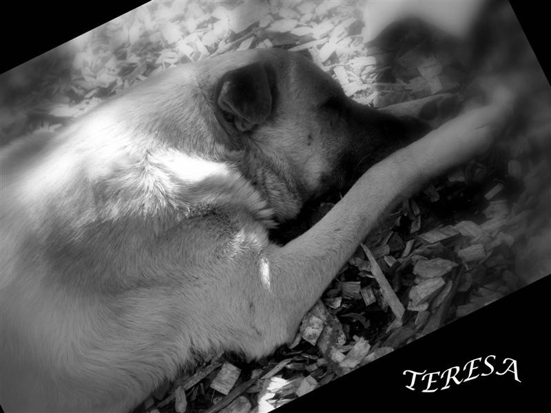 "El Perro" de Teresa Ternavasio