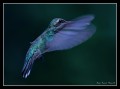 Colibri In Blue
