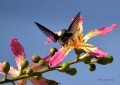 colibr (3)