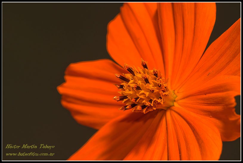 "Flor naranja" de Hctor Martn Tabuyo