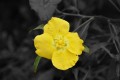 la flor amarilla