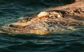 la cabeza del ballenato albino